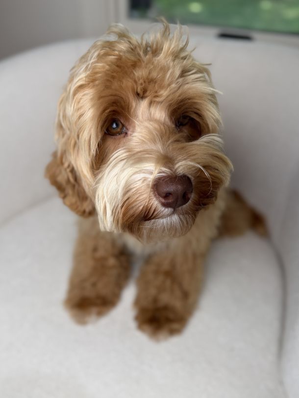 Caramel Australian Labradoodle