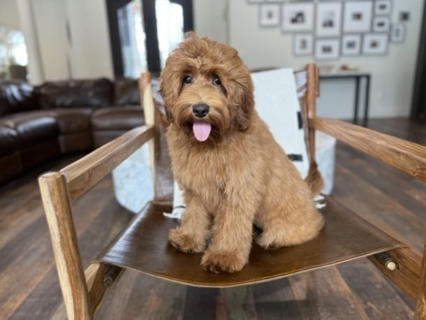 Red Australian Labradoodles