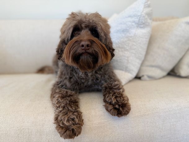Mojo is an Australian Labradoodle