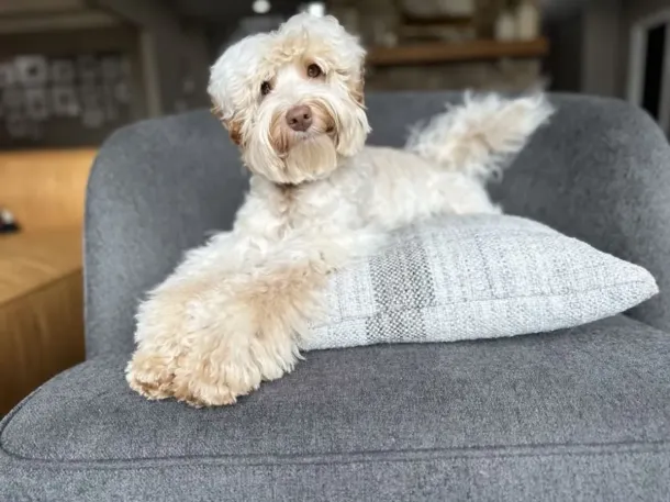 Phantom Australian Labradoodle