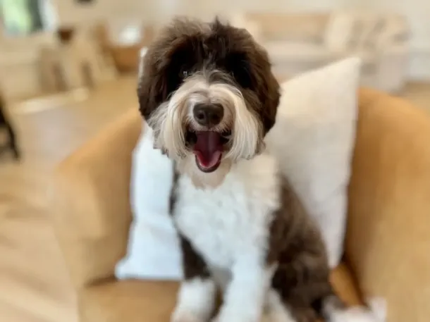 Phantom Australian Labradoodle