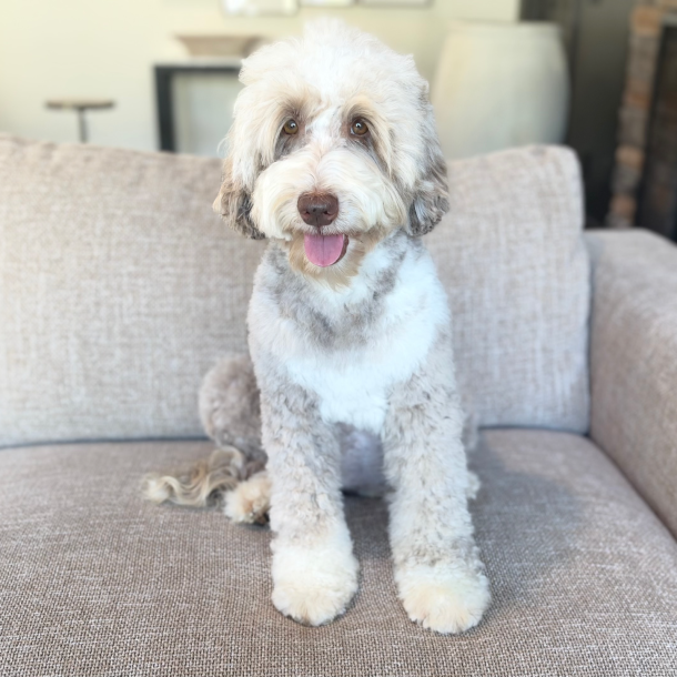 parchment australian labradoodle