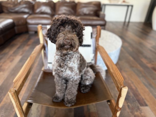 chocolate parti roan australian labradoodle
