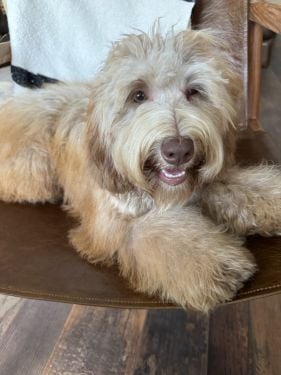 Sable Australian Labradoodles
