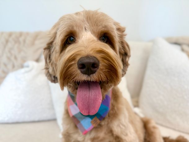 Red Australian Labradoodles