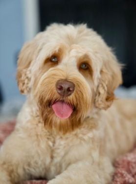 Caramel Australian Labradoodle