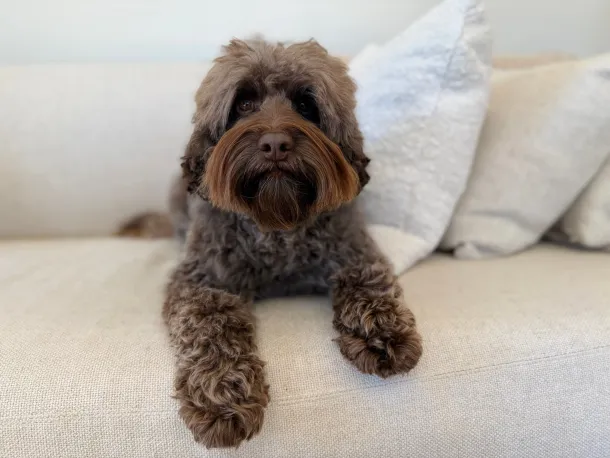 Mojo is an Australian Labradoodle