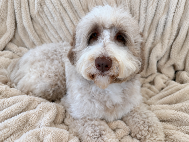 parchment australian labradoodle